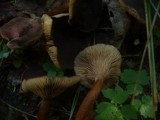 Lactarius subumbonatus image