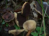 Lactarius subumbonatus image
