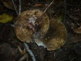 Lactarius turpis image