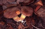 Suillus lakei image