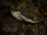 Lactarius turpis image