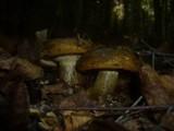 Lactarius turpis image