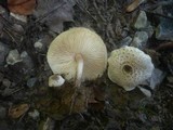 Lepiota cristata image