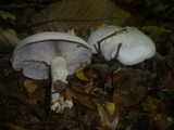 Lepista glaucocana image