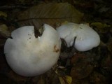 Lepista glaucocana image