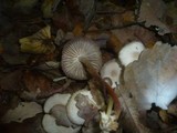 Marasmius wynneae image