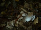 Marasmius wynneae image