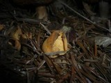 Otidea onotica image