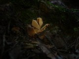 Otidea onotica image