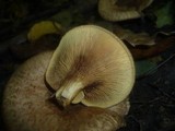 Paxillus rubicundulus image