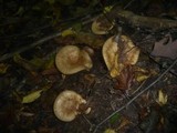 Paxillus rubicundulus image