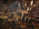 Psathyrella multipedata image