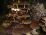 Psathyrella multipedata image