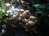Psathyrella multipedata image