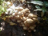 Psathyrella multipedata image