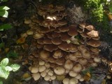 Psathyrella multipedata image