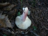 Russula queletii image