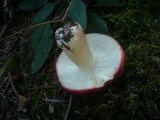 Russula xerampelina image