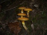 Suillus grevillei image