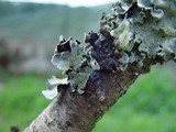 Parmotrema perlatum image