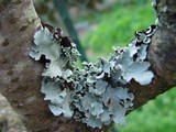Parmotrema perlatum image