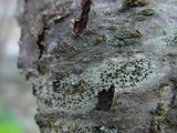 Lecidella elaeochroma f. elaeochroma image