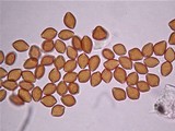 Psilocybe aerugineomaculans image