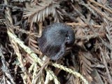 Entoloma chalybeum image