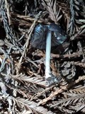 Entoloma chalybeum image