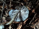 Entoloma chalybeum image