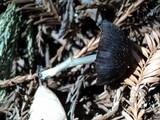 Entoloma chalybeum image
