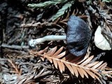 Entoloma chalybeum image