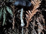 Entoloma chalybeum image