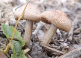 Panaeolus cinctulus image