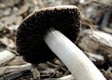 Panaeolus cinctulus image