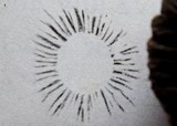 Panaeolus cinctulus image