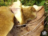 Suillus brevipes image