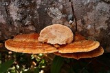 Pycnoporellus fulgens image