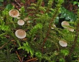 Mycena tenax image