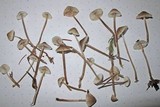 Mycena tenax image