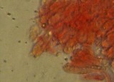 Mycena tenax image