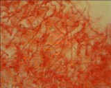 Mycena tenax image