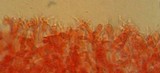 Mycena tenax image