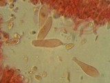 Mycena tenax image