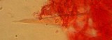 Mycena tenax image