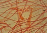 Mycena tenax image