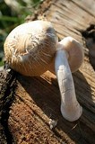 Hypsizygus ulmarius image
