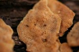 Junghuhnia nitida image