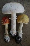 Amanita muscaria var. alba image