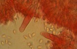 Mycena quiniaultensis image